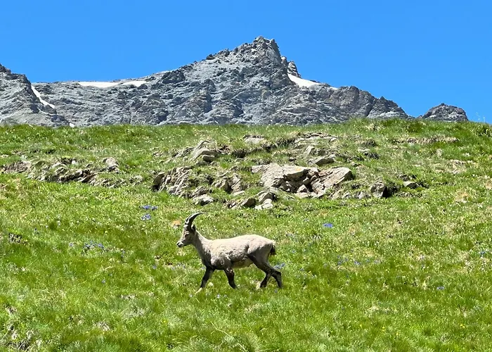 La Cianal Appartamento